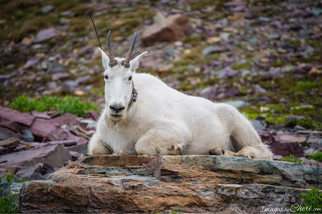 Here we “goat” again!  
#imagesbycheri #animals #wildlife #mountaingoat #goat #g…