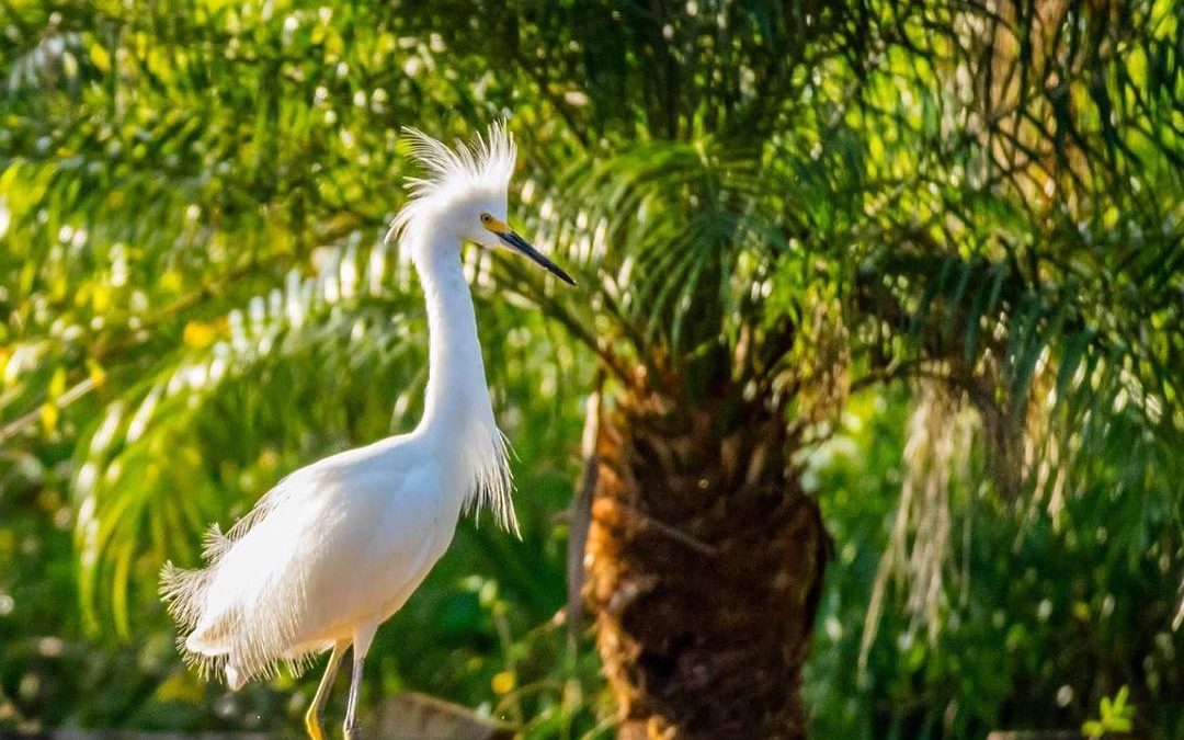 Getting a little Snowy around here, too. 
#snowyinflorida #snowyegret #floridabi…