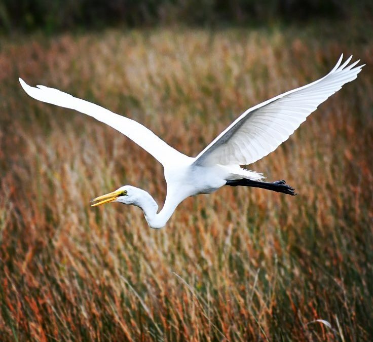 The Everglades. 
#imagesbycheri #hellofreedom #greategret #evergladesnationalpar…