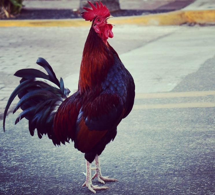 Why did the chicken cross the road?!? To stop traffic in Key West! 
#imagesbyche…