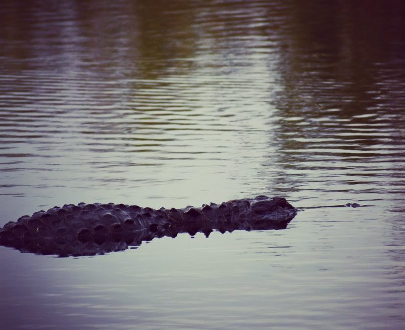 A Florida Friday Night. See ya later alligator! 
#aligator #floridagators #frida…
