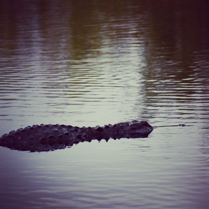 A Florida Friday Night. See ya later alligator! 
#aligator #floridagators #frida…