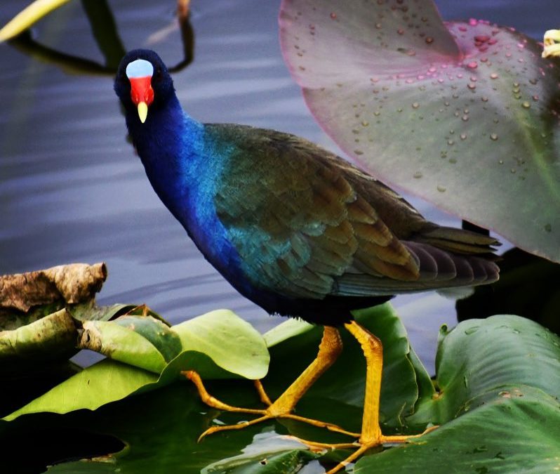 Watched this little guy run across the lily pads looking for blooms, bugs and ot…