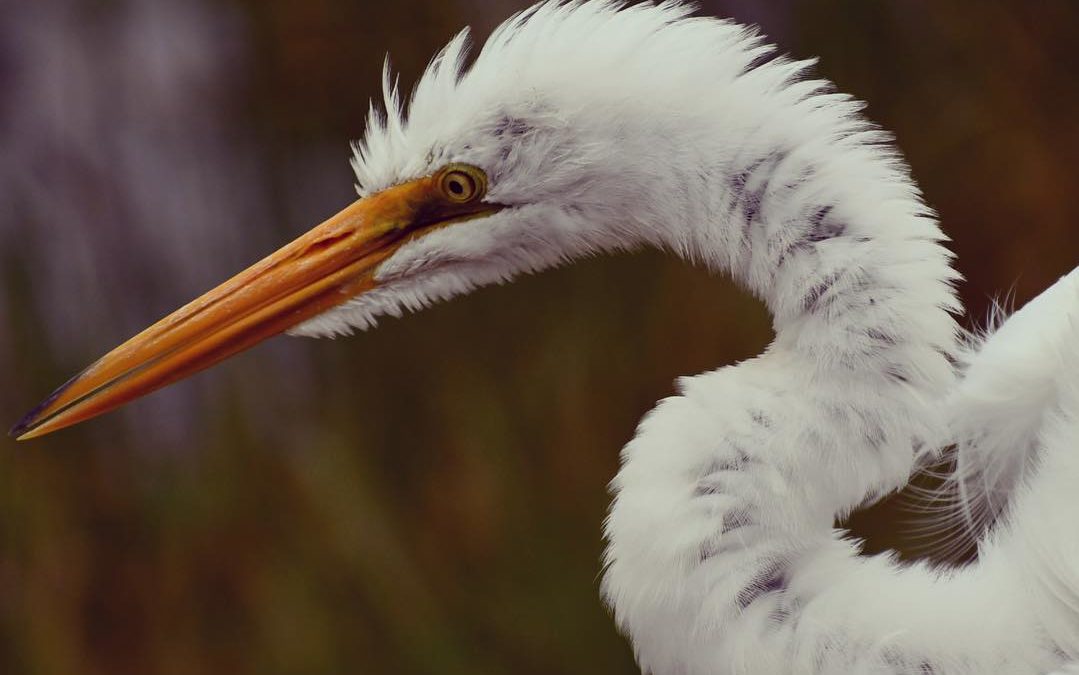 It’s a Monday. 
#rufflesomefeathers #imagesbycheri #hellofreedom #greategret #fl…