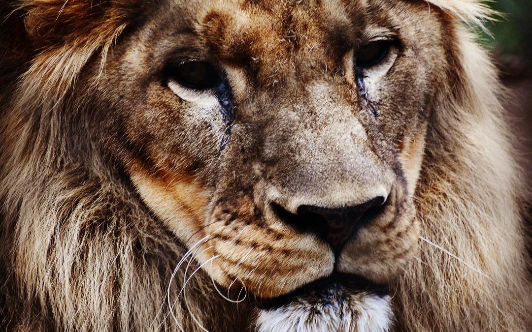 Freddy the Lion  You should hear his roar. Commanding! 
#lion #freddythelion #il…