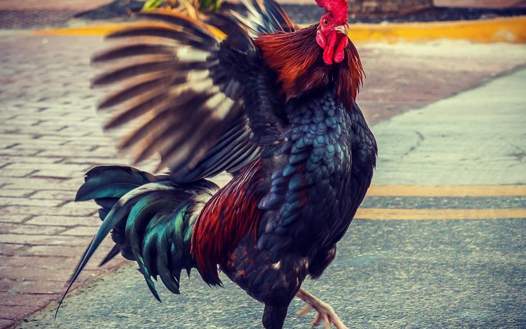 Some Mondays are just deserving of a dancing chicken  
#dancingchicken #mondaymo…