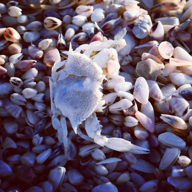 Look who I found hiding with the seashells. 
#shells #annamariaisland #crabby #i…