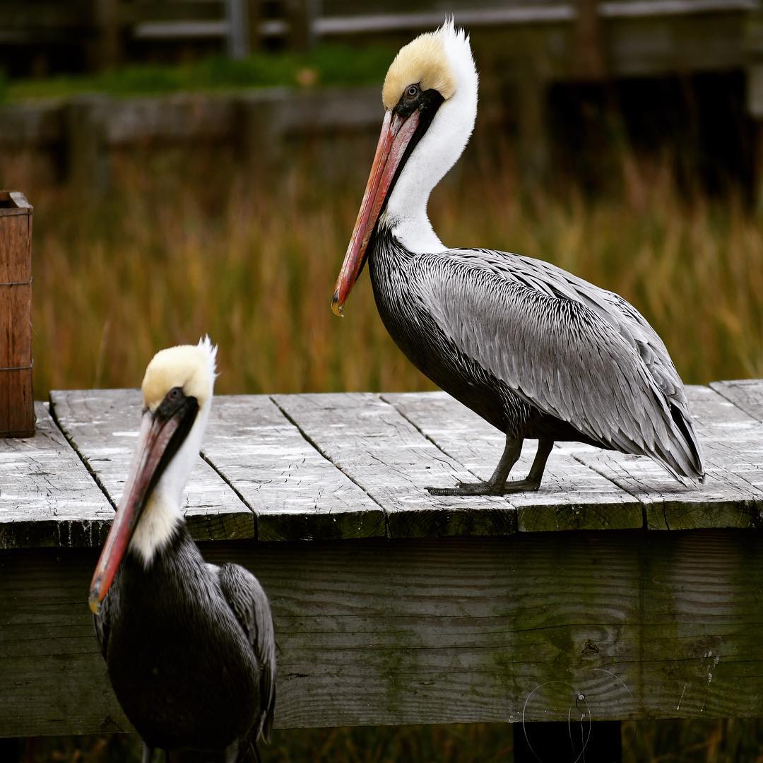Waiting on the dock if they bay, wasting time. 
#pelican #sittingonthedockoftheb…