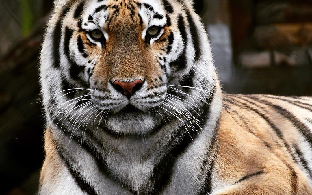 Beautiful cat!  
#imagesbycheri #hellofreedom #tiger #cattyshackranch…