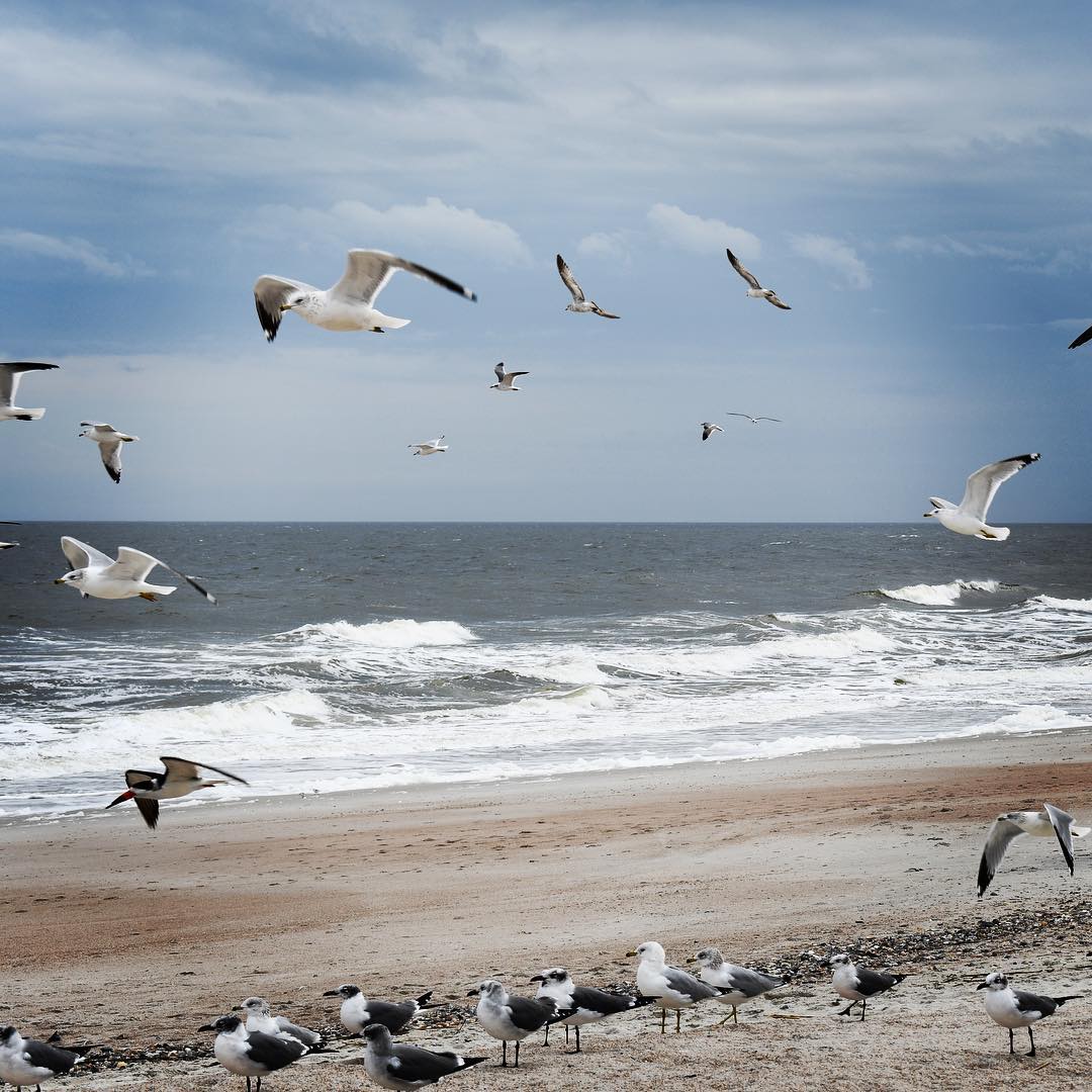 Going to miss these guys on my morning walks. 
#seagulls #imagesbycheri #beachwa…