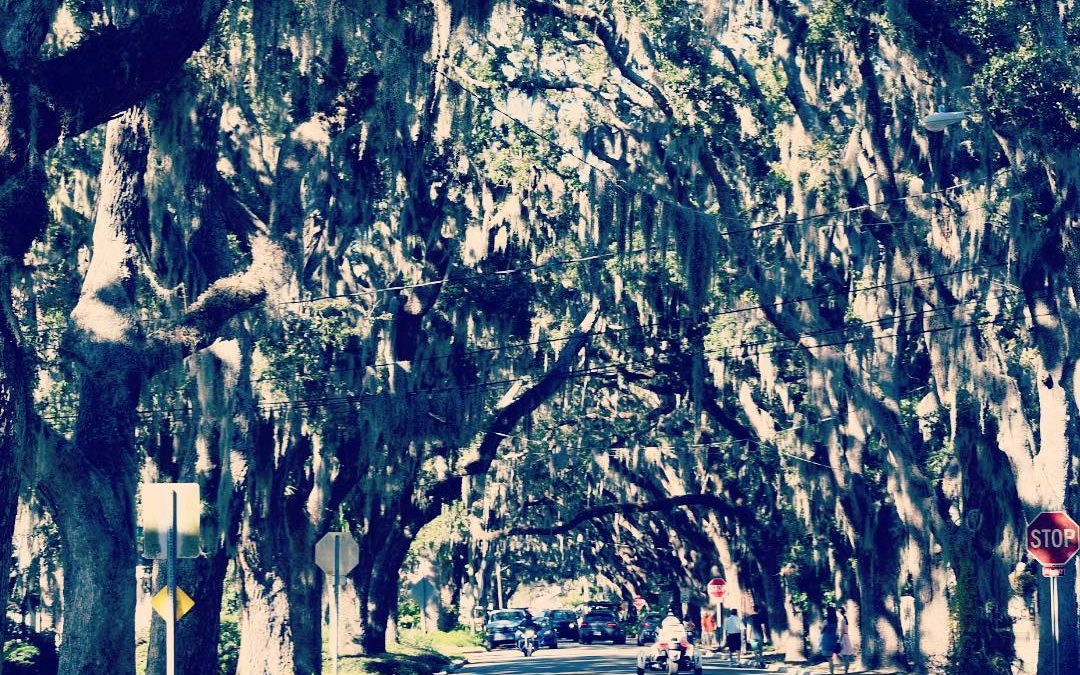 Willow Street, only they are not Willows, they are Oaks with Spanish Moss, only,…