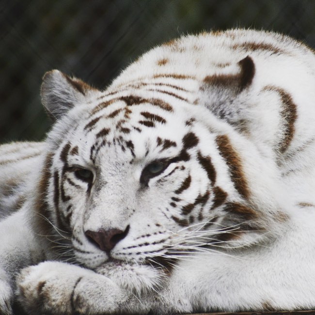 She seemed like she should have blue eyes for some reason. Gorgeous #whitetiger …