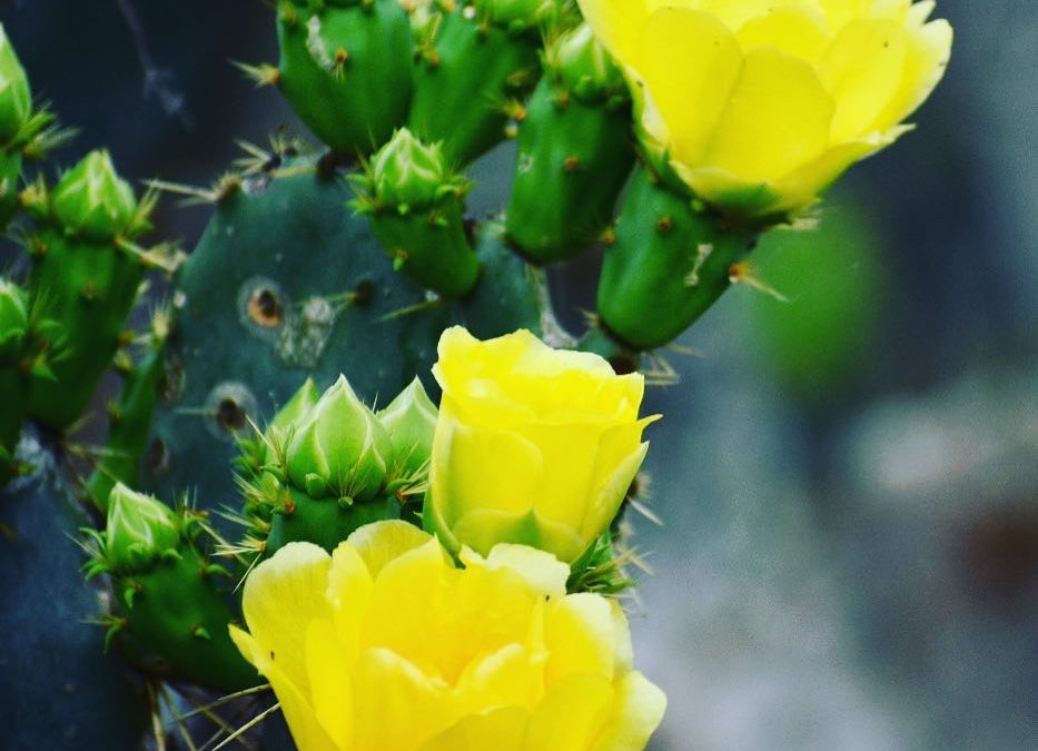 Spring is everywhere. #cactus #cactusbloom #pricklypear #pricklypearcactus #pric…