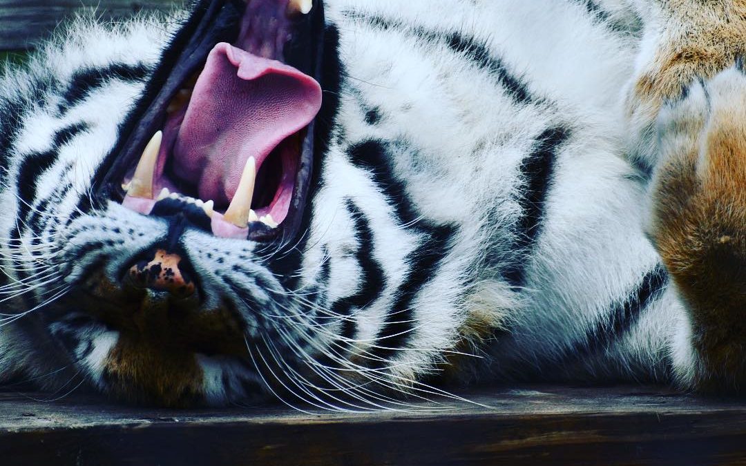 Yawn!  #imagesbycheri #hellofreedom #tiger #tigerlove…