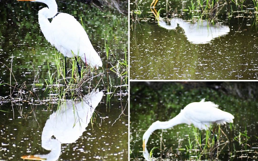 Fun with reflections! #greategret #pondlife #imagesbycheri #hellofreedom #birder…