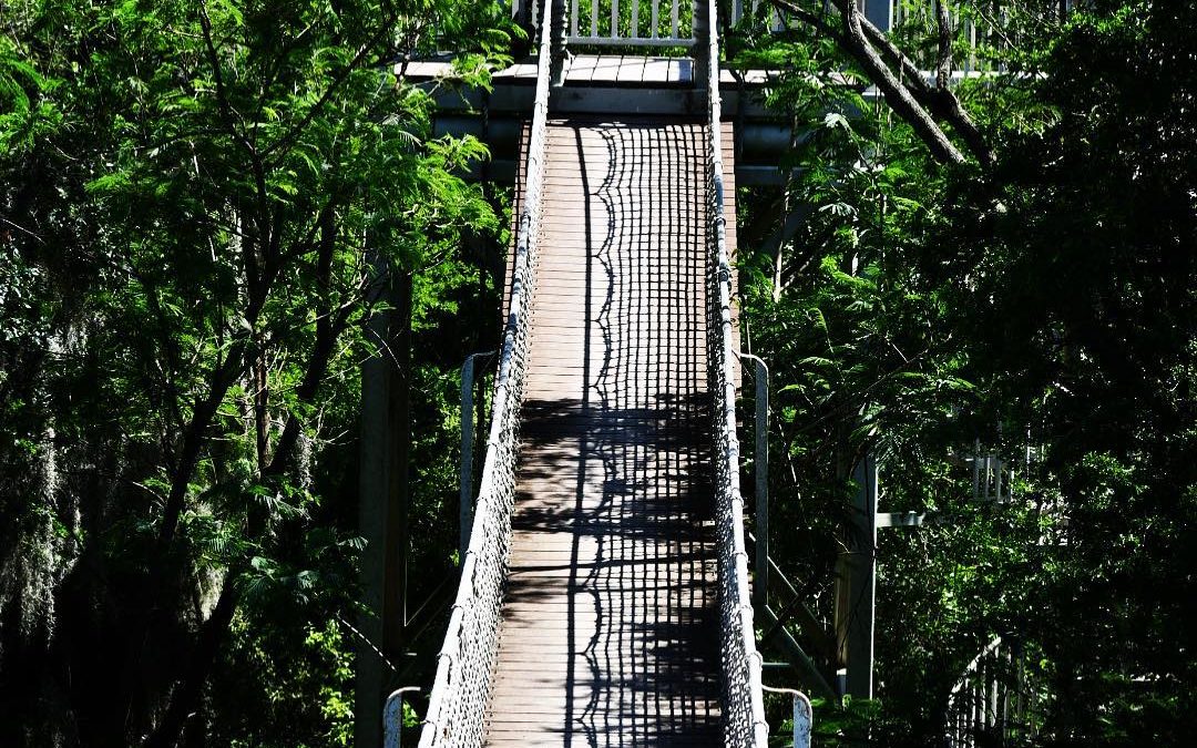 Always love a swinging bridge on a hike. Santa Ana National Wildlife Refuge alon…