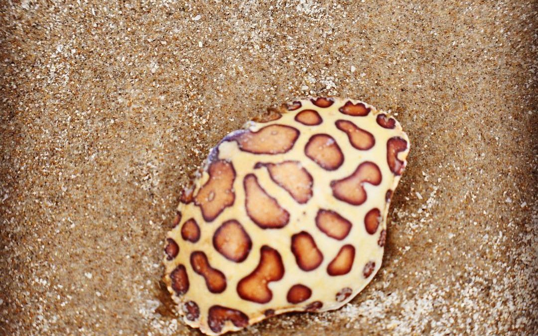Anyone know what kind of shell this is? Saw it on our South Padre Beach walk. #s…