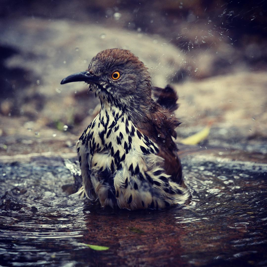 Bath time #biredphotography #birdsofsouthtexas #birder #imagesbycheri #hellofree…