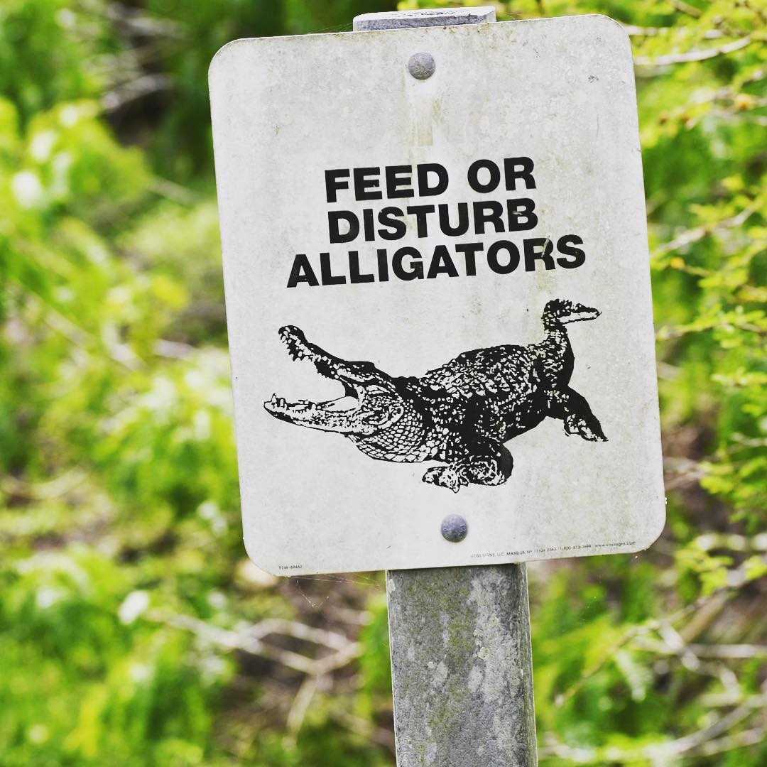 Wait! What?!? #twomissingwords #donot #alligators #donotfeedalligators #imagesby…