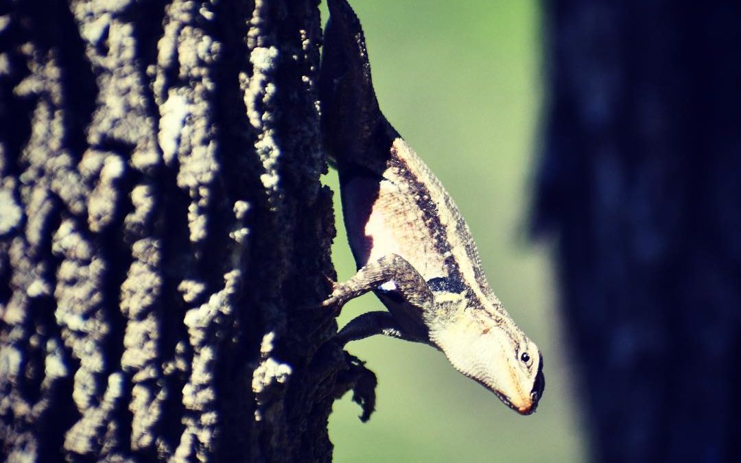 Peak-a-boo. Yes, I see you. #onthetrail #southtexashiking #imagesbycheri #hellof…