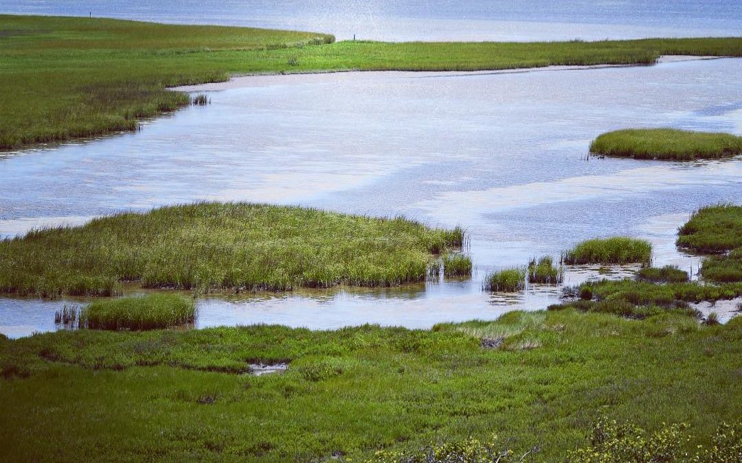 Such a beautiful day! #aransasnationalwildliferefuge #imagesbycheri #hellofreedo…