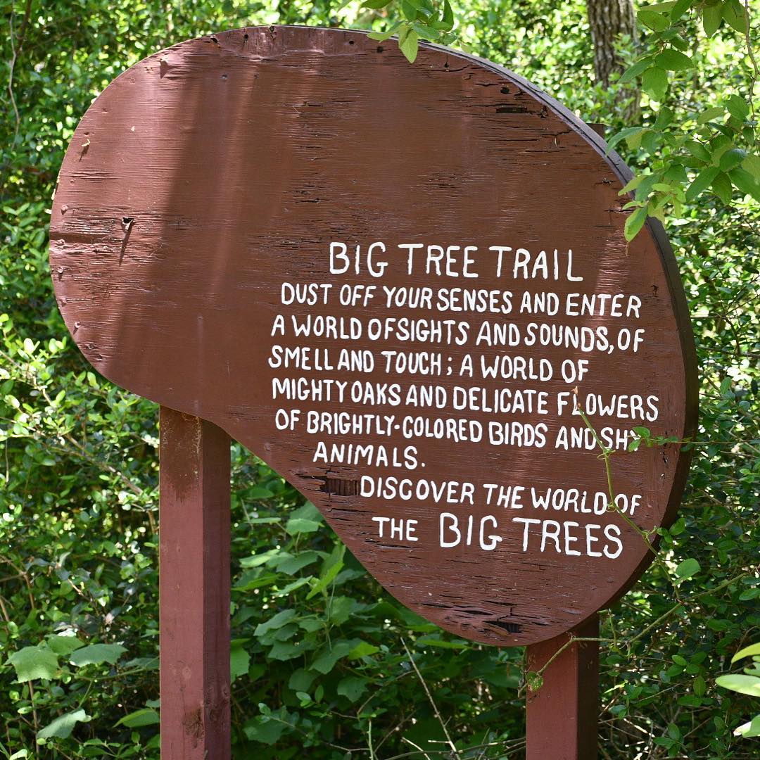Big Tree Trail with Twilight Zone Narrations and HUGE mosquitos . #aransasnation…