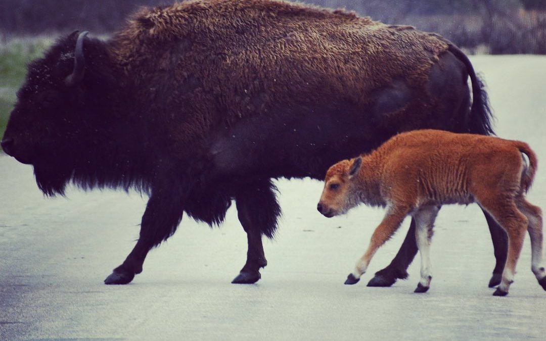 The baby bison are so little. #babybison #reddogs #custerstatepark #southdakota …