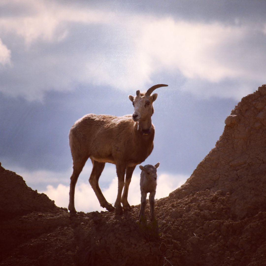 One horned mama and her little lamb.  #bighornsheep #babysheep #wayuponacliff #b…