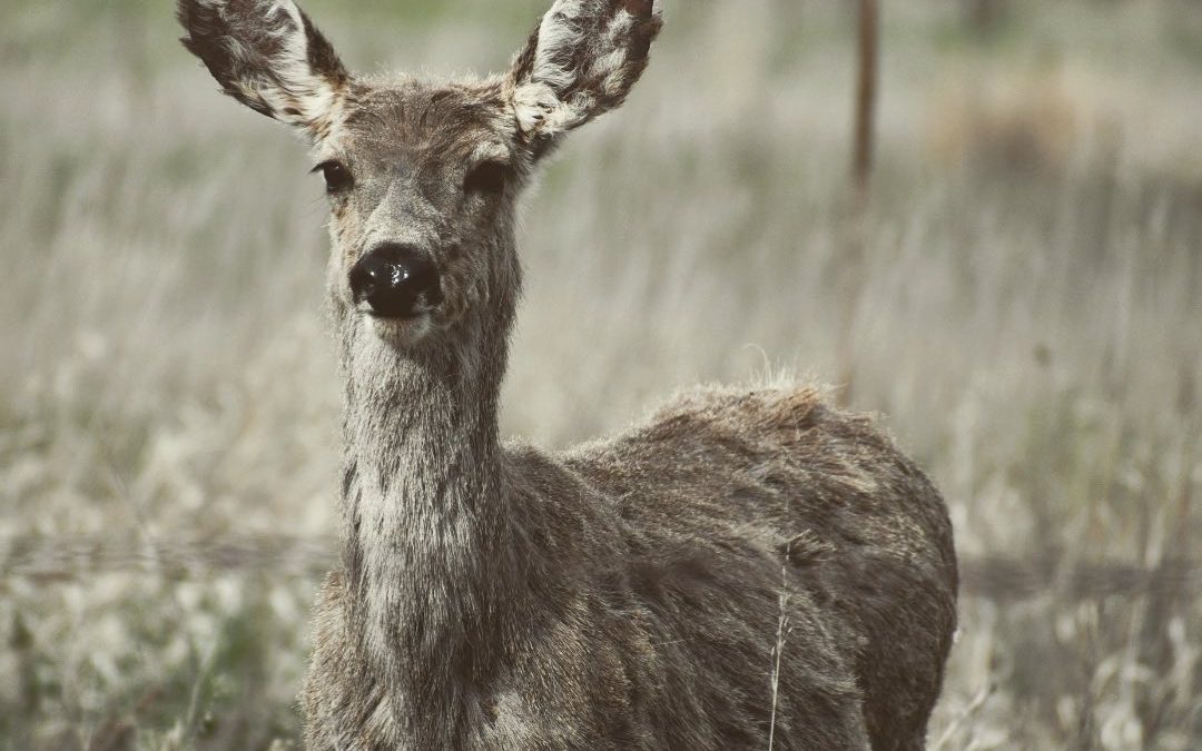Saw me way before I saw him. #ohdeer #deer #watchingyou #imagesbycheri #wildlife…