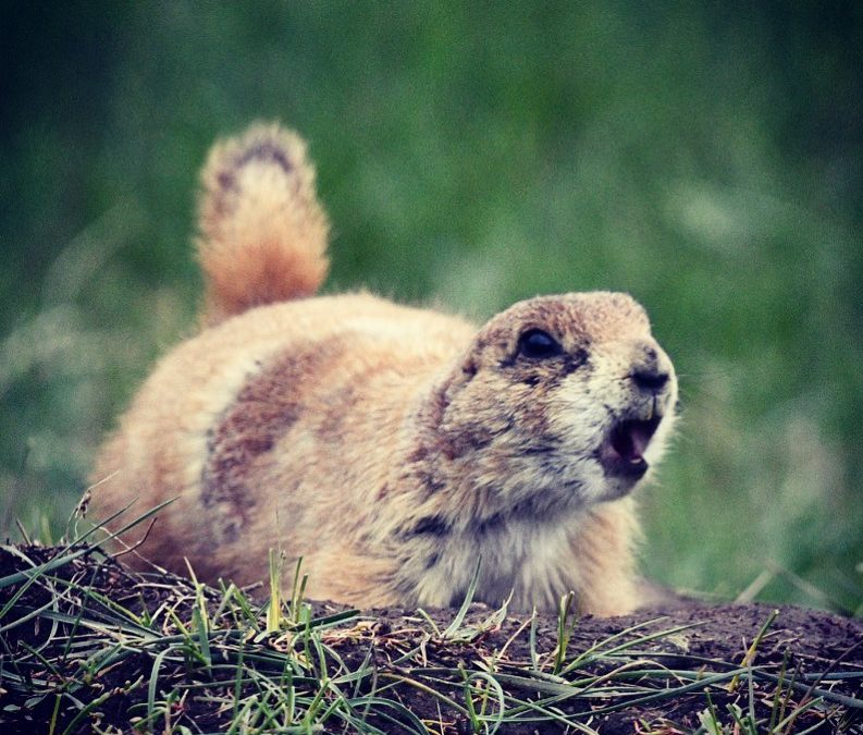 He was either announcing the snow has finally melted, or lady with a big lens is…