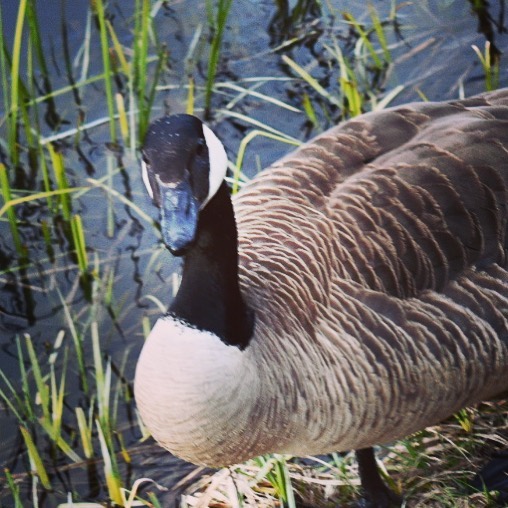 The look!  Even this goose was not sure about the cold water this Spring. 
#goos…
