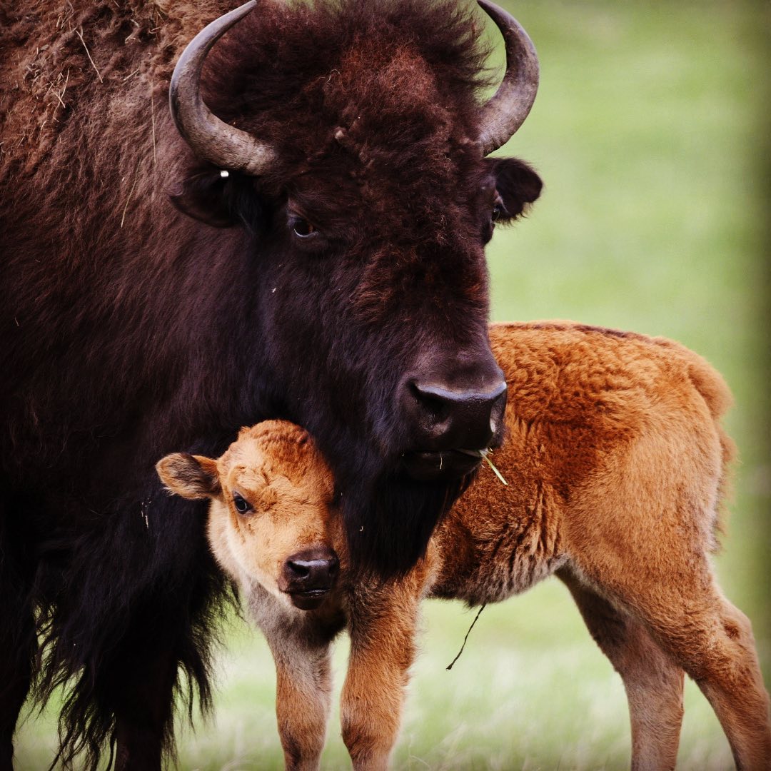 Some days, you just need a hug from your mama. #babybison #bison #reddogs #custe…