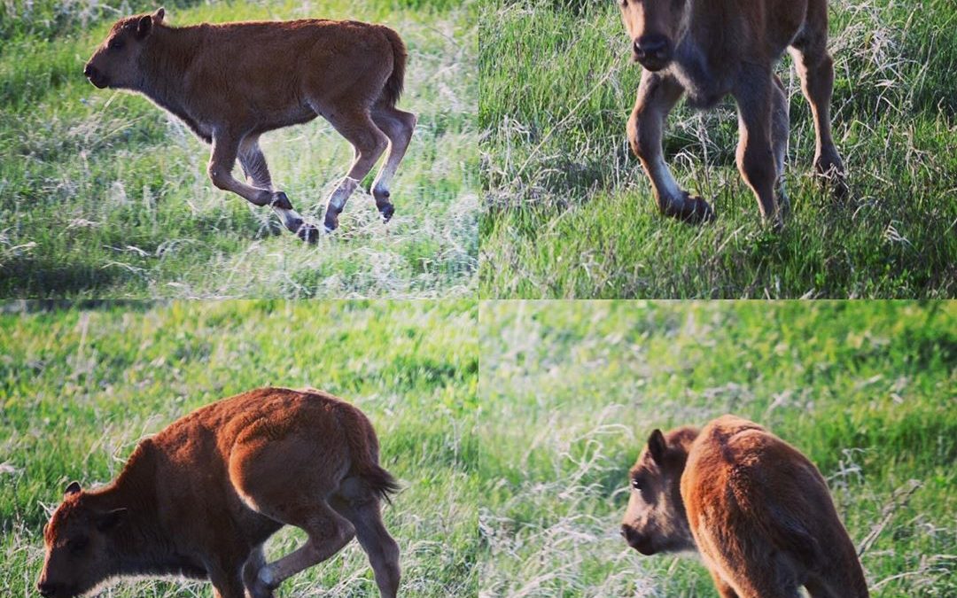 Watching these baby bison discover their legs, running around during afternoon g…