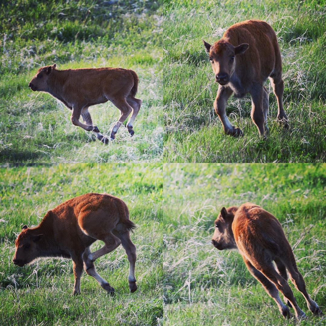 Watching these baby bison discover their legs, running around during afternoon g…
