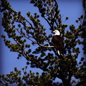 Striking bald eagle spotted from our boat tour down the Missouri River.  #baldea…