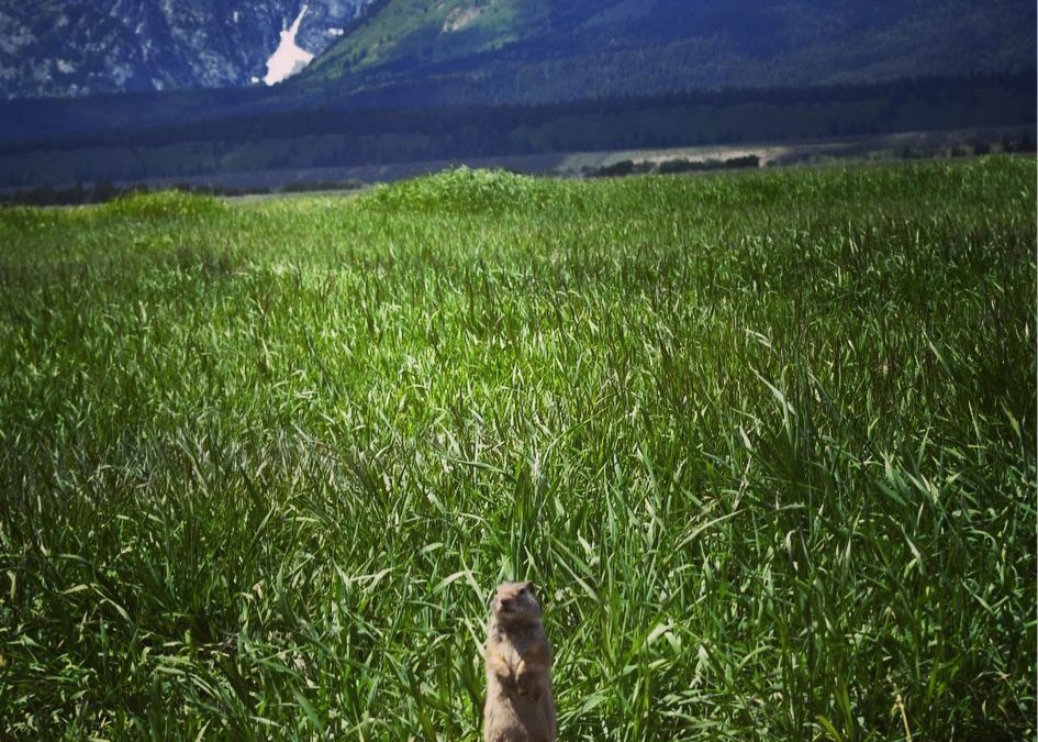 See the little prairie dog sitting on the log in the bottom of this photo…he w…