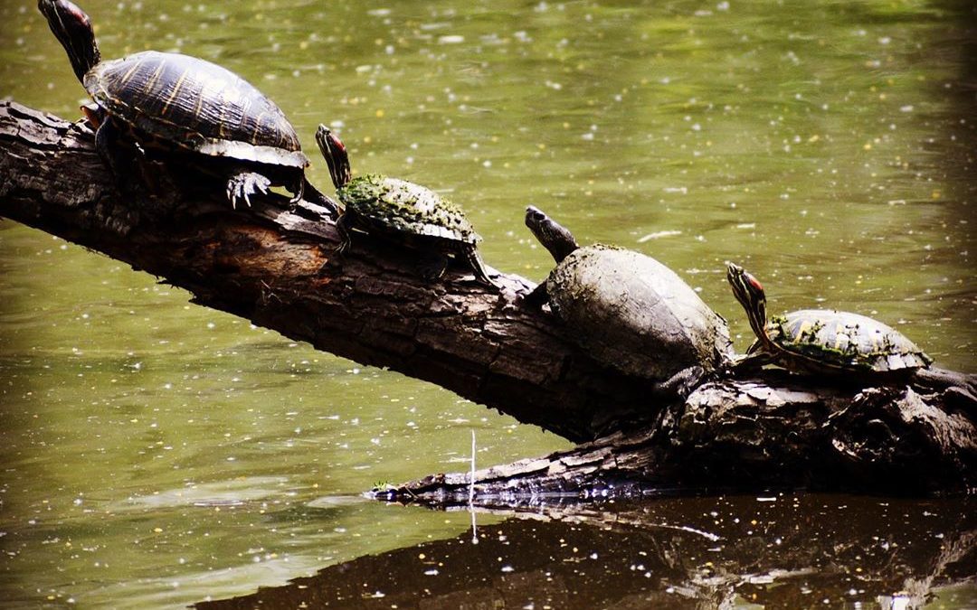 Turtle  see turtle  do. #turtles #imagesbycheri #hellofreedom #naturephotography…