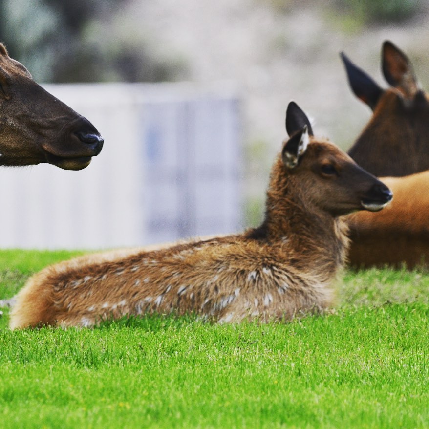 Baby elk still has it’s spots. #babyelk #mammothhotsprings #yellowstonenationalp…
