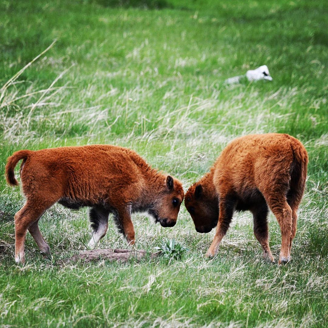 Red dogs just wanna have fun. #babybison  #doingwhatdaddoes #imagesbycheri #hell…