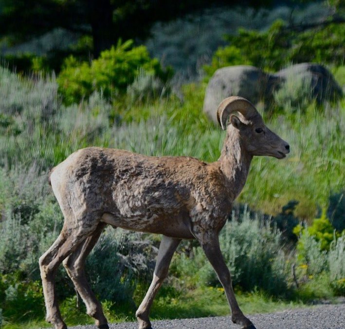 I was surprised how many Bighorn Sheep we saw at Yellowstone. It may be that we …