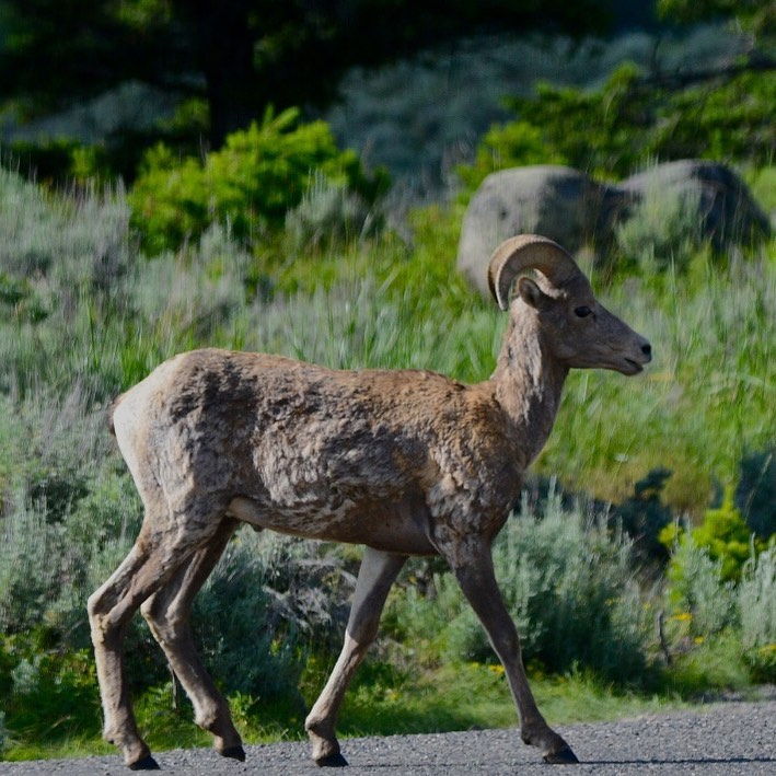 I was surprised how many Bighorn Sheep we saw at Yellowstone. It may be that we …