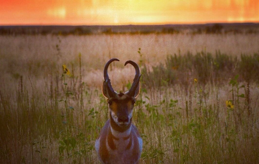The sun sets over the Great Salt Lake on Antelope Island on a warm summer evenin…