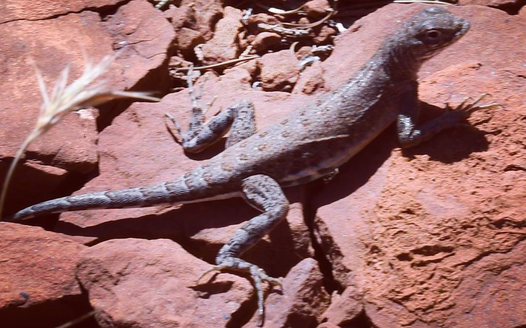 This little guy was either trying to get me to take his photo, or he was trying …