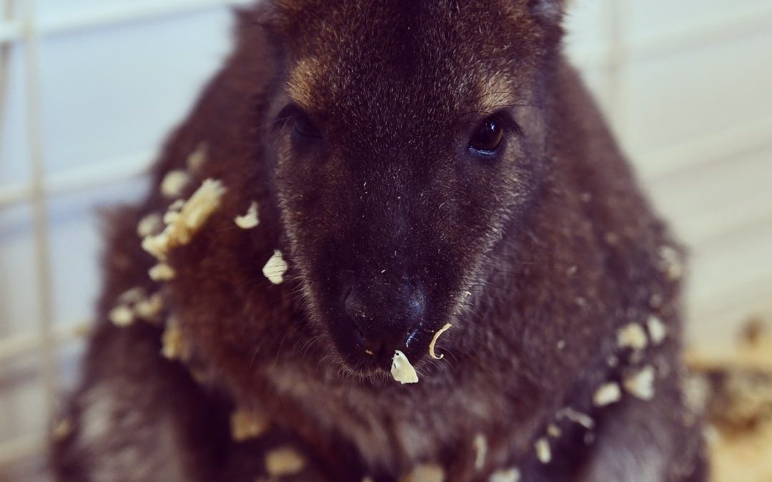 What’s cuter than a kangaroo covered in wood shaving? Not much. #kangaroo #imag…
