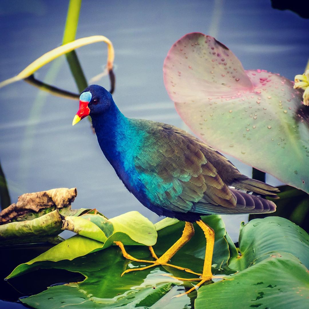 Purple Gallinule, an amazing bird I was introduced to about a year ago in South …