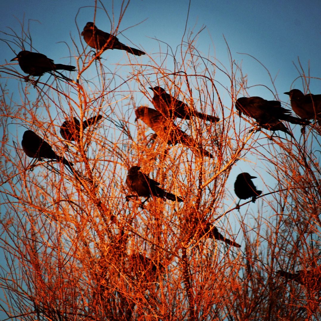 Birds looking for a place to roost in the fire red tree in the golden hour sun. …
