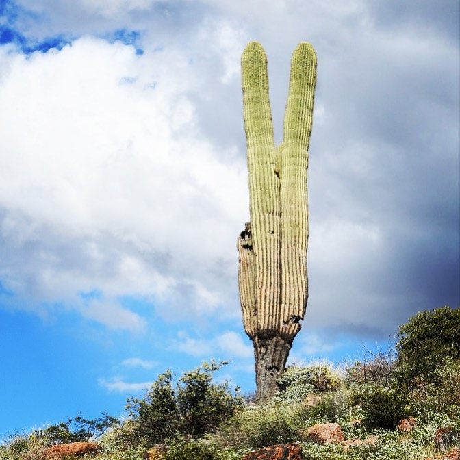 Peace  #peace #peacecactus #cactusphoto #imagesbycheri #hellofreedom #arizonasta…