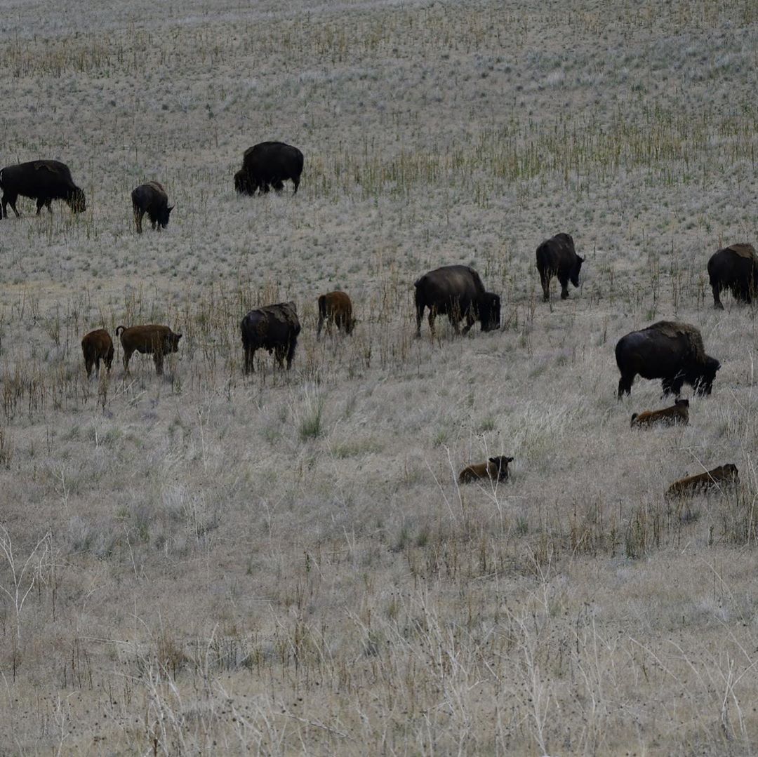 Did not think we would be seeing baby bison this year. Delayed in SLC waiting fo…
