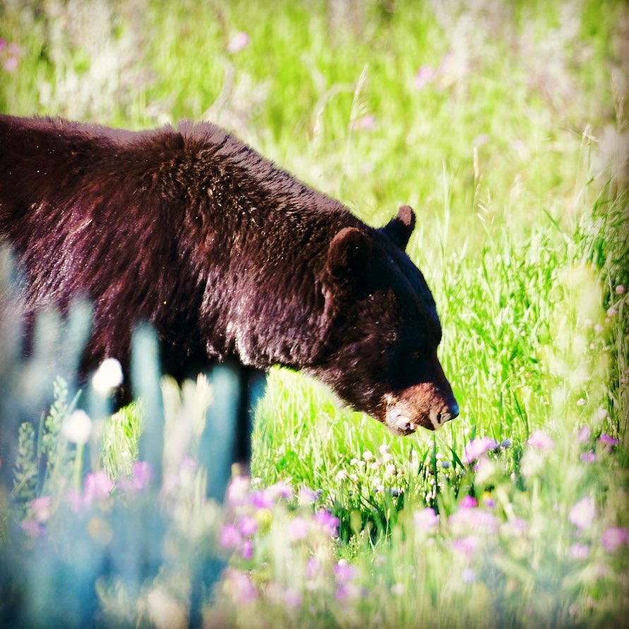 Stop to smell the flowers. #bearsofyellowstone #bear #yellowstonenationalpark #i…