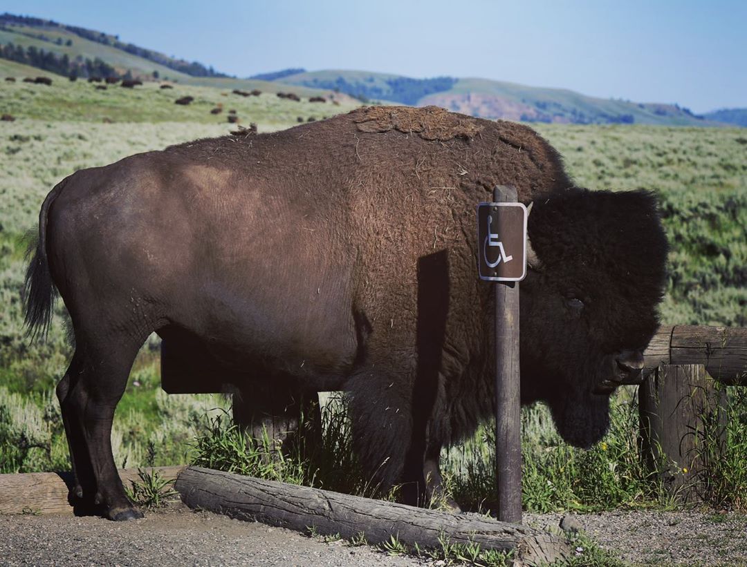 Ever see a handicapped bison?  #bison #bisonofinstagram #yellowstonenationalpark…